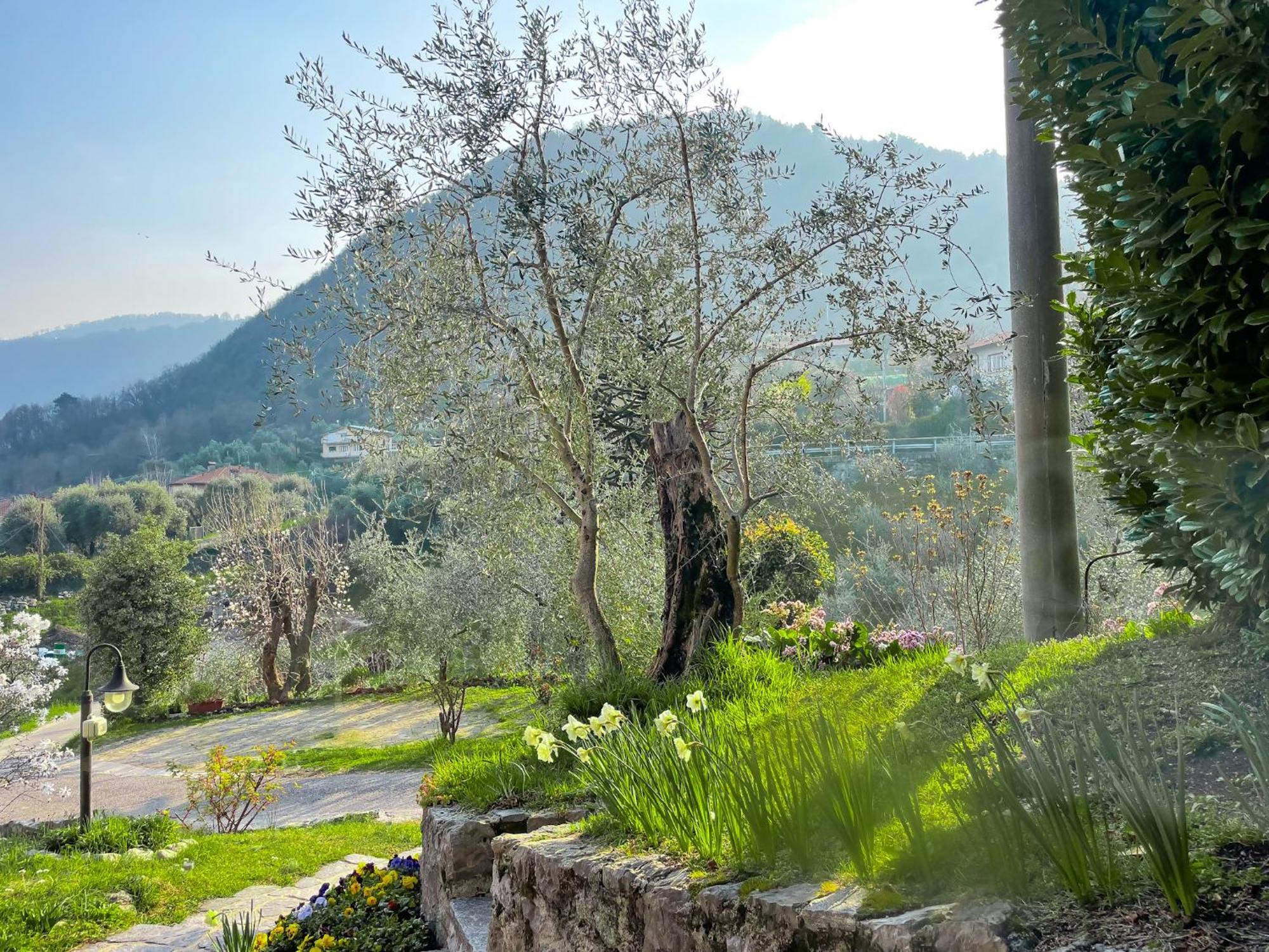 Breva Loft Tra Gli Ulivi Ed Il Lago Bellagio Buitenkant foto